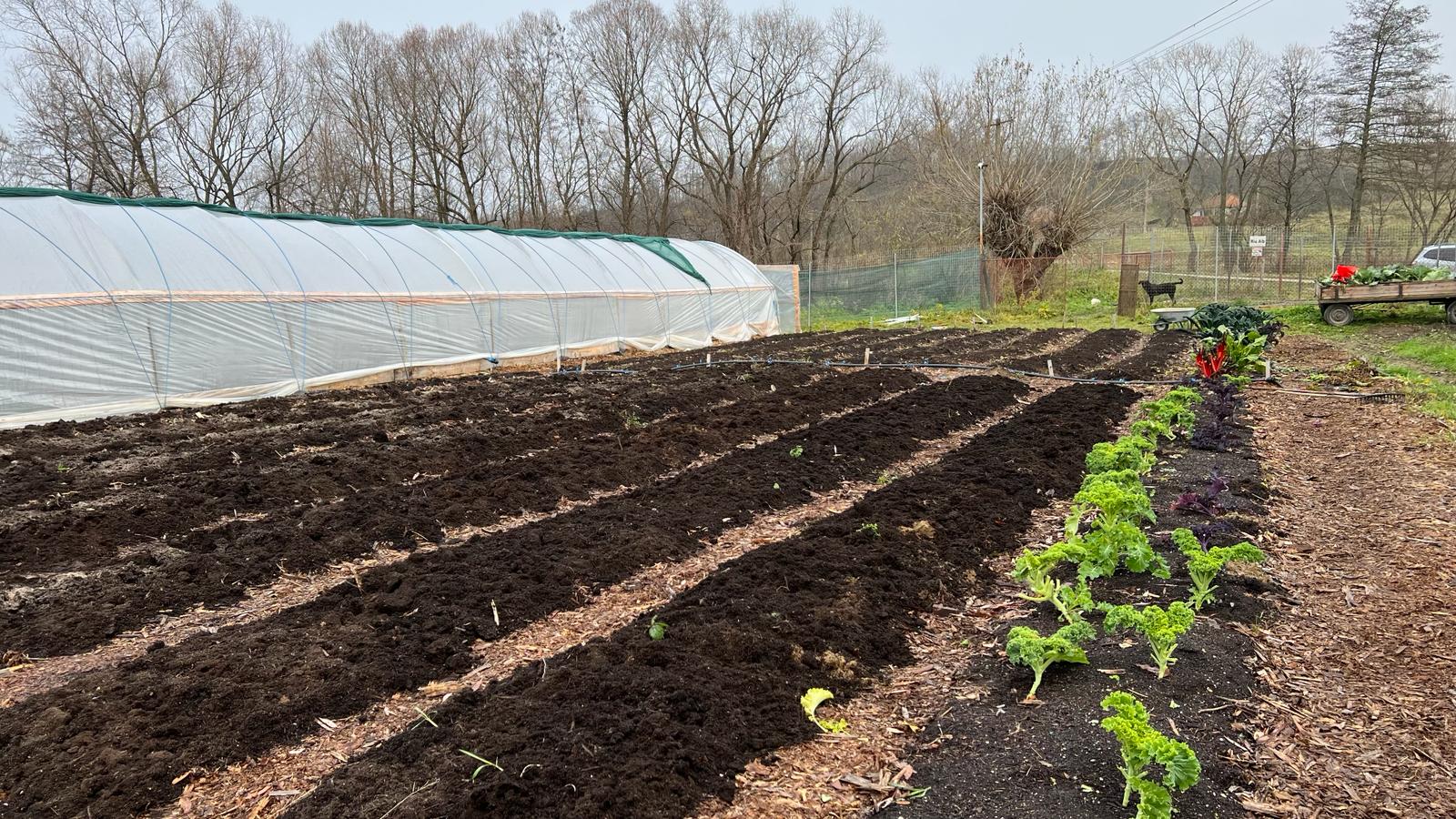 zaha-farms-legume-organice